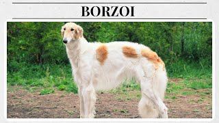 Meet the Majestic Borzoi The Elegant Russian Wolfhound [upl. by Anirrok]