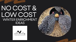 No Cost And Low Cost Chicken Enrichment [upl. by Caneghem]