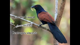 Greater coucal  ചെമ്പോത്ത്  Centropus sinensis [upl. by Suivatra]