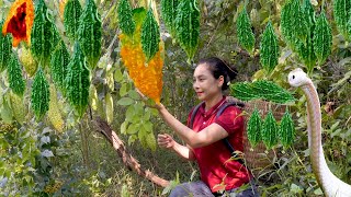 How to Harvesting Bitter Melon Fruit Garden goes to the market sell  Cooking  Lý Thị Cam [upl. by Nylknarf]