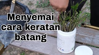 8 Cara cara menyemai pokok limau kasturi dengan cara keratan batang [upl. by Tertius276]