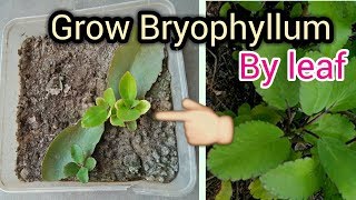 How to grow bryophyllum by leaf  Grow pathranchatta  succulent plant [upl. by Anairotciv]