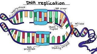 la réplication de lADN génétique 🧬🧪 L2شرح بالعربية [upl. by Aryamo]