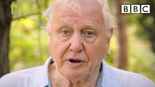 We need IMMEDIATE action to stop extinction crisis David Attenborough  BBC [upl. by Harmonia72]