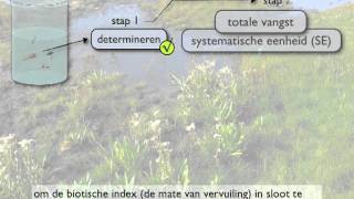 systematische eenheid en biotische index [upl. by Anahsahs]