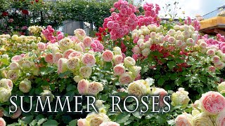 Summer Roses of Keisei Rose Garden 2022 京成バラ園 4k rose [upl. by Ocir]