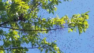 Swarm Of Bees In The Air Then To A Limb Must See [upl. by Aileon]