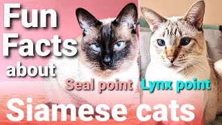 Siamese cats 101  Top 10 Siamese cats facts  Fun facts about Siamese cats amp Lynx point Siamese cat [upl. by Auqinahs]