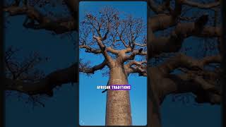 The Baobab Trees Ageless Wonders facts [upl. by Lindy243]