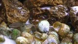 Lamprologus similis breeding behavior  Tanganyika shell dwellers  Muszlowcepl [upl. by Lotsyrc]