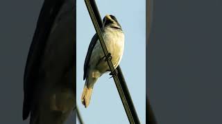 ♫ Canto Selvagem do Papa Capim ♫ Sporophila caerulescens shorts coleiro coleirinha coleirinho [upl. by Nhabois]