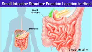 Small Intestine Structure Function Location in Hindi  Function of Small Intestine Hindi  Intestine [upl. by Thema]