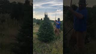 Did you know this is how Christmas trees are trimmed christmastrees maine [upl. by Arda966]