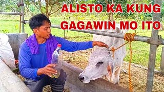 EPEKTIBONG GAMOT SA SUGATSAKIT SA BALAT AT NAMIMILAY NA BAKA🐂🐄AT TIPS PARA MATUTO SA TALI ANG BAKA [upl. by Tilly]