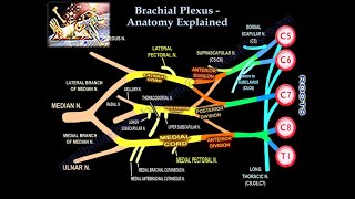 Brachial Plexus Pre and Postganglionic Injury  Everything You Need To Know  Dr Nabil Ebraheim [upl. by Khano]