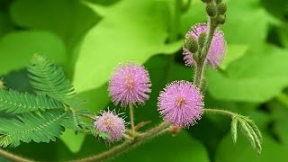 ¿Cuáles son los beneficios de la mimosa  Tips espirituales [upl. by Lili822]