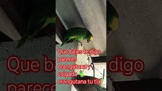 Que bajes te digo pareces orangutana y colgada 🦜🫶❤️ [upl. by Enitsirt]