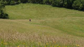 Relaxing Wind Sounds Through The Grass Field 8 Hours  Body Movement Free Flow [upl. by Sulihpoeht]