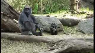 Bird Scares Cute Baby Gorilla  Watch Moms Reaction Too [upl. by Bendicta]