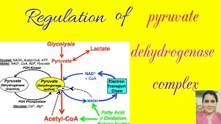 Regulation of pyruvate dehydrogenase complex in hindi [upl. by Nnuahs437]