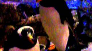 Penguin Encounter at SeaWorld San Antonio [upl. by Xanthus58]