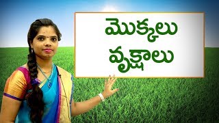 మొక్కలు వృక్షాలు Names of Plants in Telugu  Learn Telugu for all [upl. by Claus133]