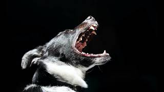 High Pitched Dog Whistle Sound To Stop Dogs Barking dogs will react fast [upl. by Nnylyaj561]