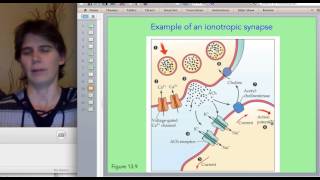 Ionotropic vs Metabotropic Synapses [upl. by Obaza340]