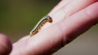 Identifying Fall ArmyWorms in Your Lawn [upl. by Eerhs483]