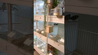 Indoor Finch Breeding Cages  Bird Room [upl. by Vivle258]