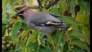 Bohemian waxwings Bombycilla garrulus devouring berries of a cork tree [upl. by Cousin]