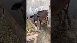 Cow saanp se dar gayi [upl. by Tongue]