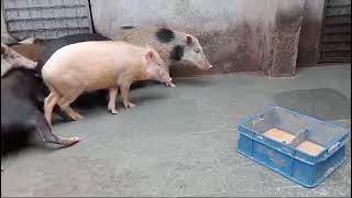 Local pigs avalaible rs 180 kg porkpigsfarminganimalhusbandryanimalsytviralfunnytrending [upl. by Tartaglia]