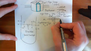 The Structure and Opening Mechanism of CysLoop Receptors Part 1 [upl. by Oninrutas]