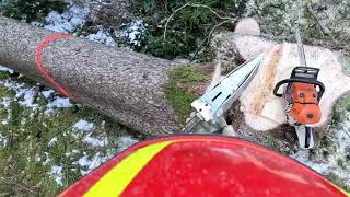 Holzschlägerung mit Forstreich TR24 HD und Stihl MS 500i [upl. by Adelaida593]