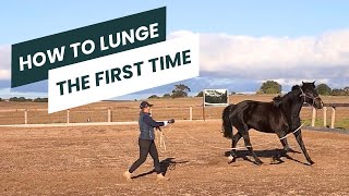 How To Lunge A Horse For The First Time [upl. by Kciwdahc]