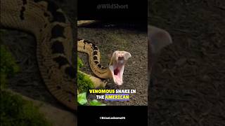 AMERICAS MOST COLOSSAL SNAKE Largestsnakerinamerica biggestsnakeinamerica wildshort viral [upl. by Eegnat]