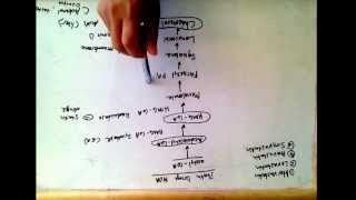 Statin drugs mechanism of action  treat hypercholesterolemia [upl. by Nihsfa768]