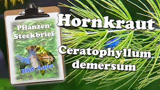 Steckbrief  Hornkraut  Ceratophyllum demersum [upl. by Gievlos]