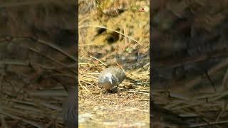 Wild turtle dove in wood husk turtledove wilddoves wildlife [upl. by Ygief]