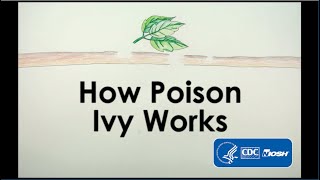 How Poison Ivy Works [upl. by Nigle]