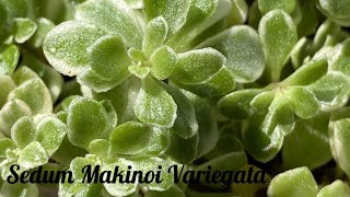 Sedum Makinoi Variegata斑入りマルバマンネングサFukuirimarubamannengusa [upl. by Vasyuta]