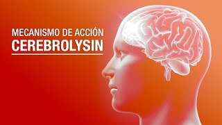 Mecanismo de acción de Cerebrolysin [upl. by Devehcoy]