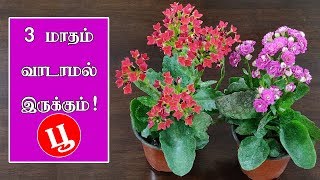 How to grow Kalanchoe plant in Tamil [upl. by Airotal]