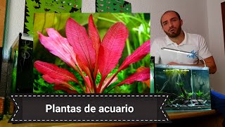 Plantas de acuario de requerimiento medio [upl. by Bliss]