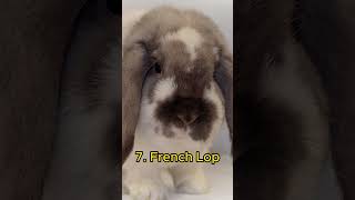 Top 10 Most Popular Bunny Breeds [upl. by Showker277]