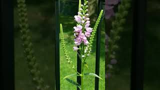 Busy Bee in my Obedient Plant  Physostegia virginiana  Native plants in suburbia  shorts asmr [upl. by Genie]