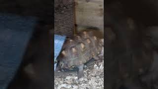 Big turtle zoo animals [upl. by Alleinnad]