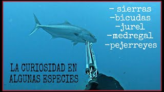 LA CURIOSIDAD EN ALGUNAS ESPECIES PESCA SUBMARINA SPEARFISHING GRUPER1007 [upl. by Chadabe702]