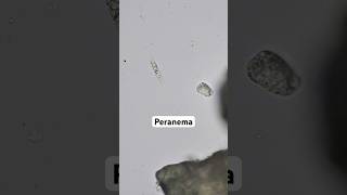 Peranema a genus of freeliving euglenids under microscope 🔬 [upl. by Sama243]